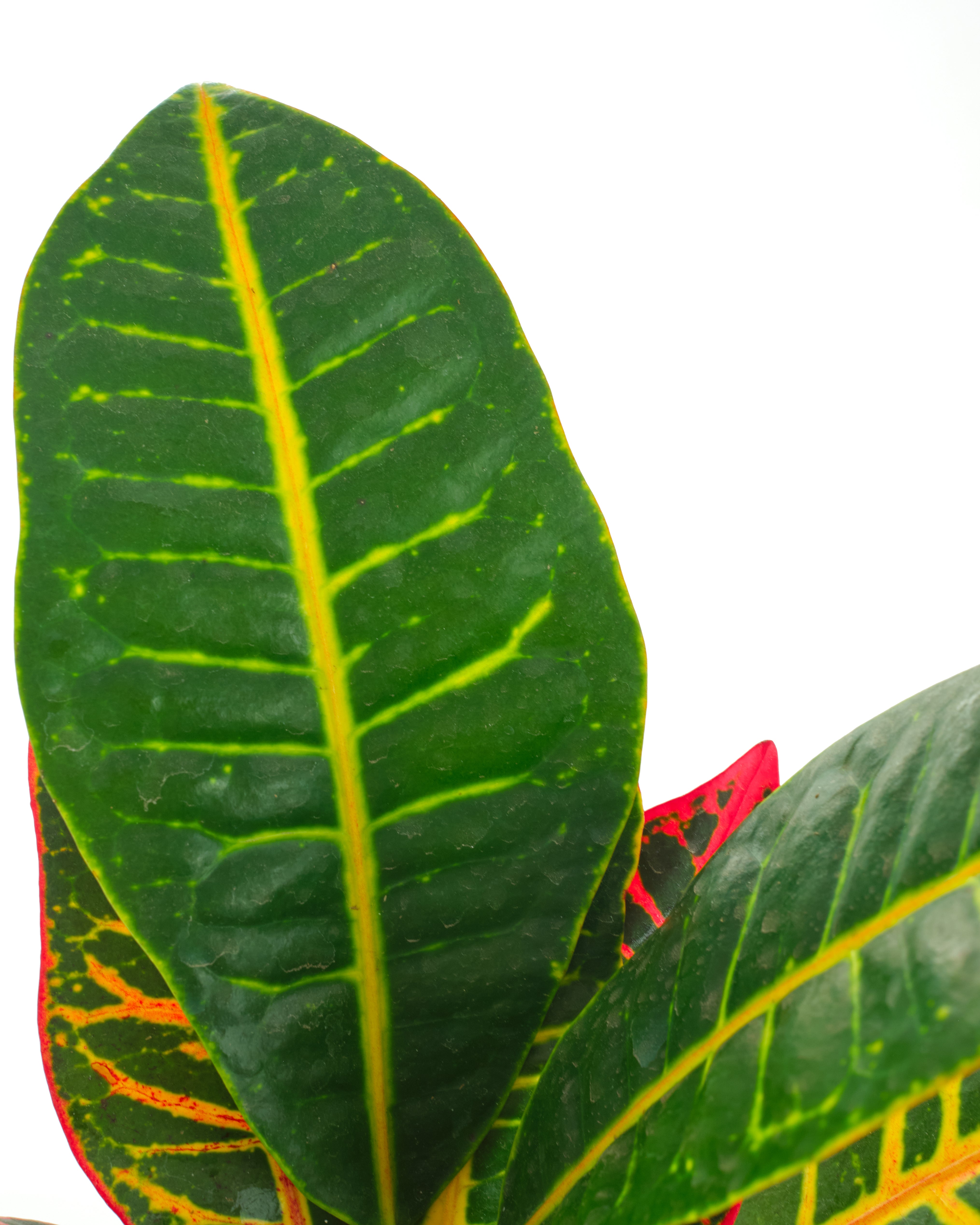 Codiaeum variegatum 'Petra'-mmluna