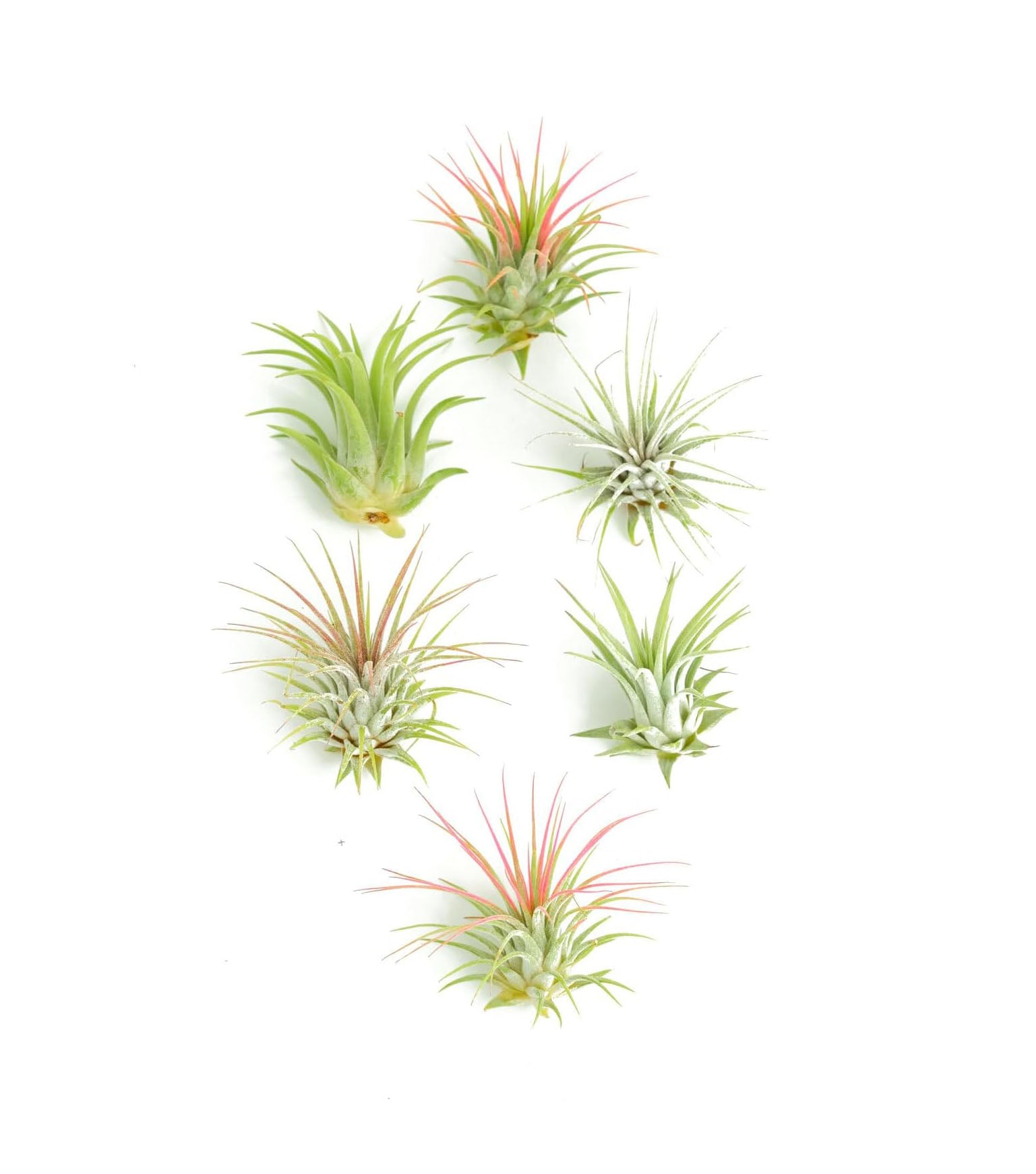 Tillandsia Ionantha Air Plant Collection-mmluna