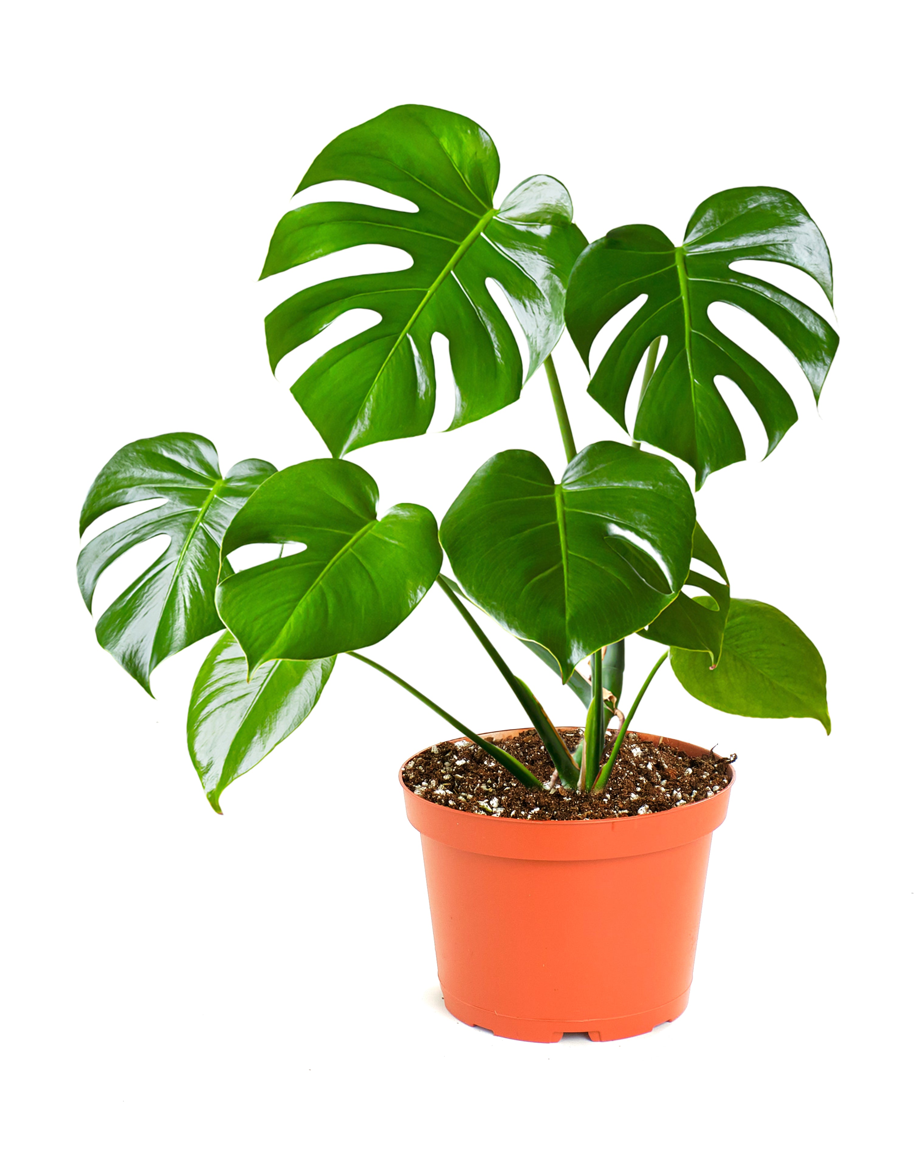 Monstera Deliciosa 'Split Leaf'-mmluna
