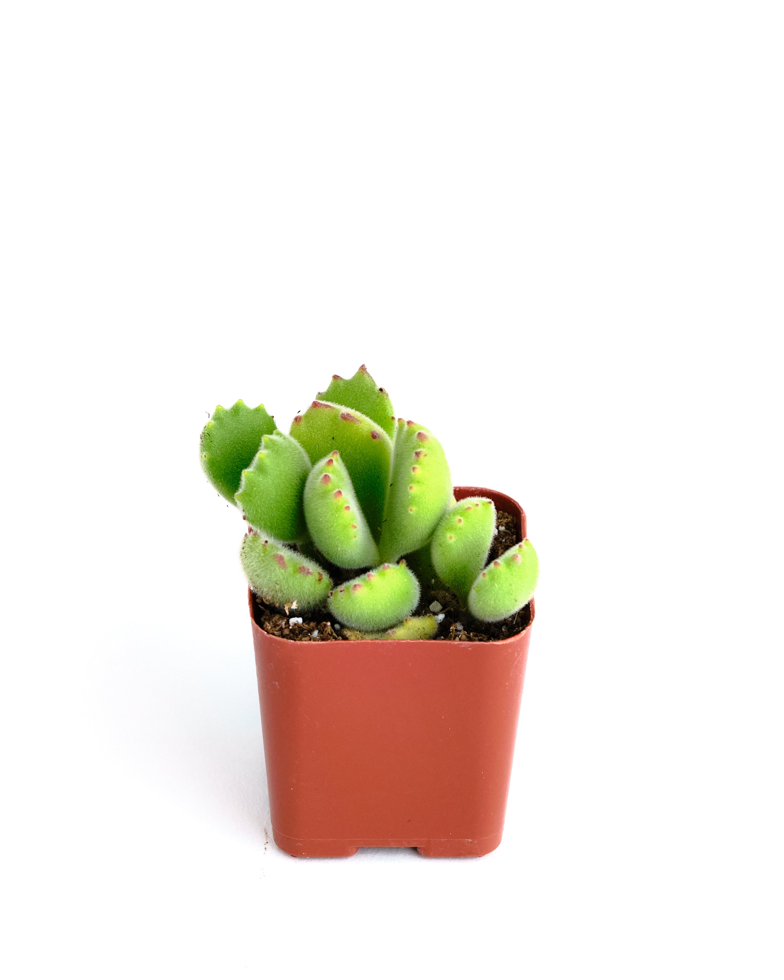 Cotyledon tomentosa 'Bear Paw'-mmluna