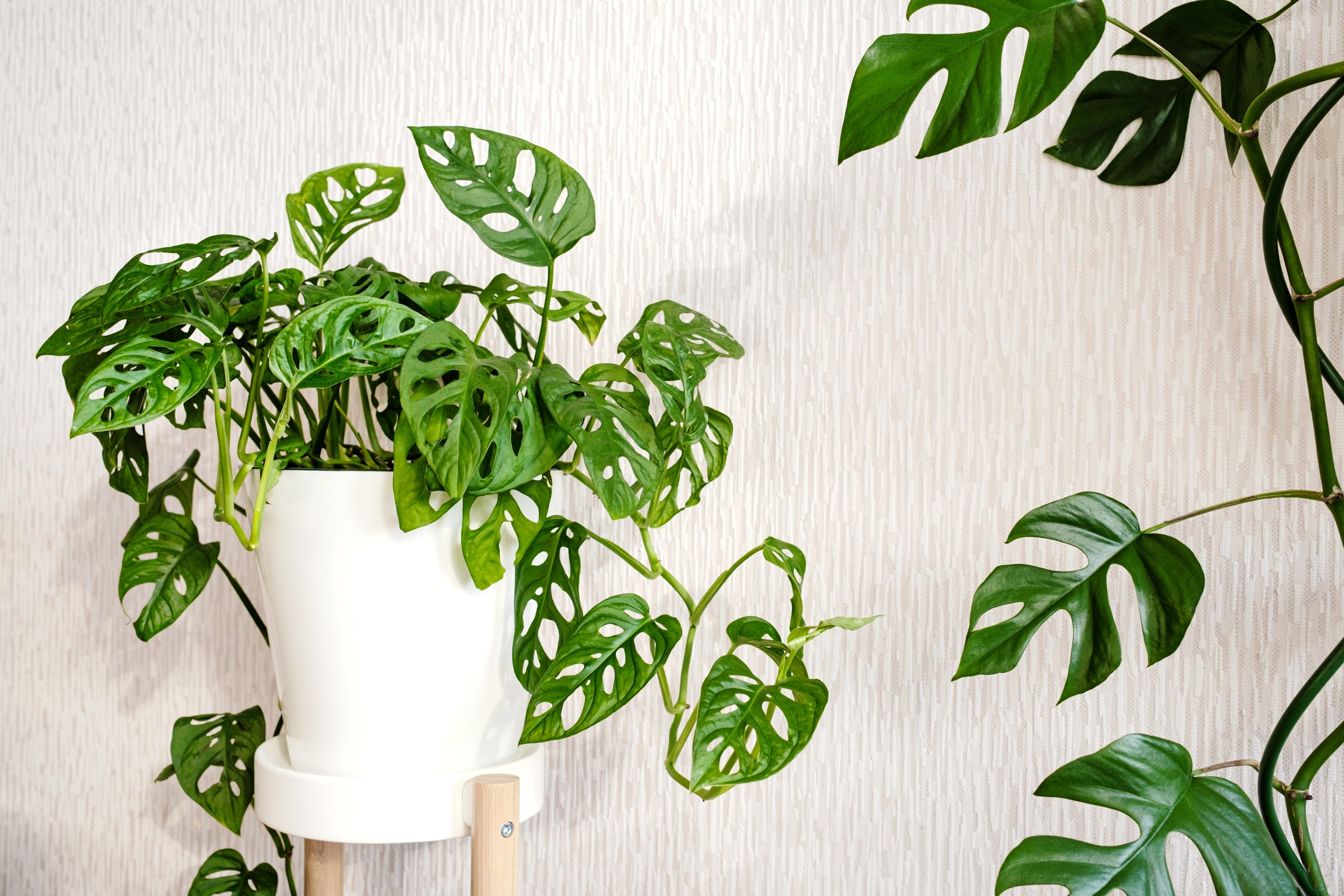 Monstera Adansonii-mmluna