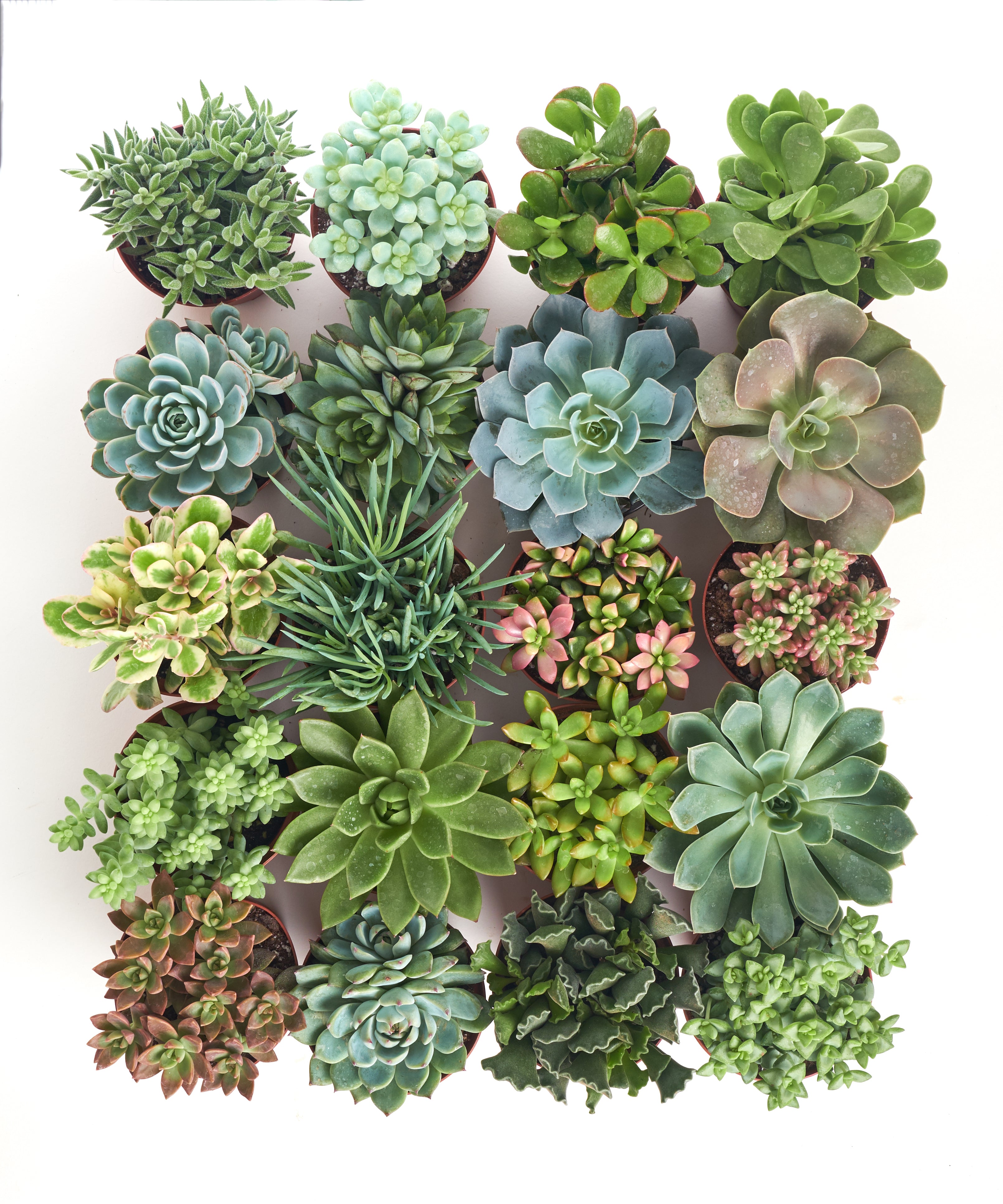 Assorted Medium Succulent Collection-mmluna