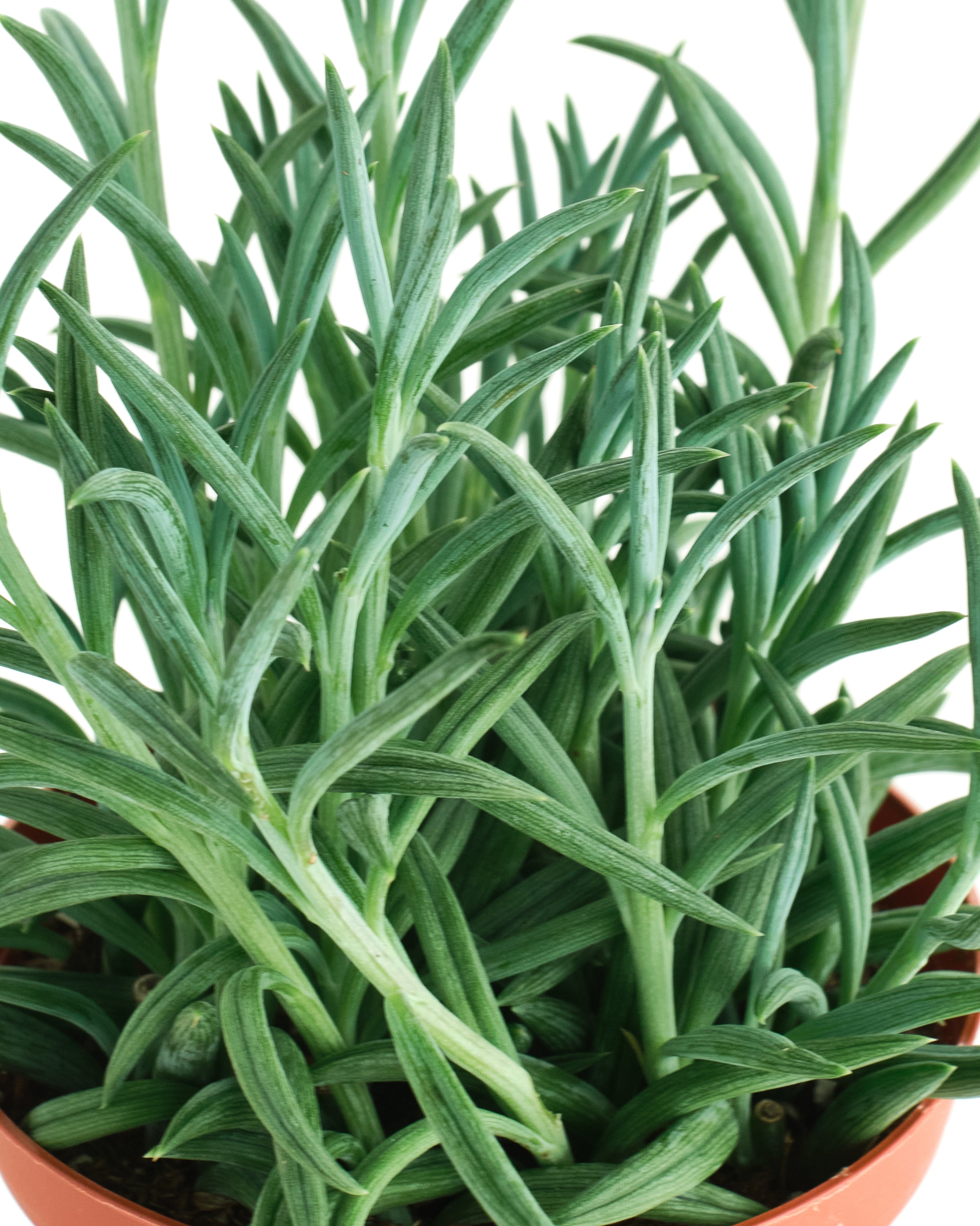 Senecio Radicans 'String of Fishhooks'-mmluna