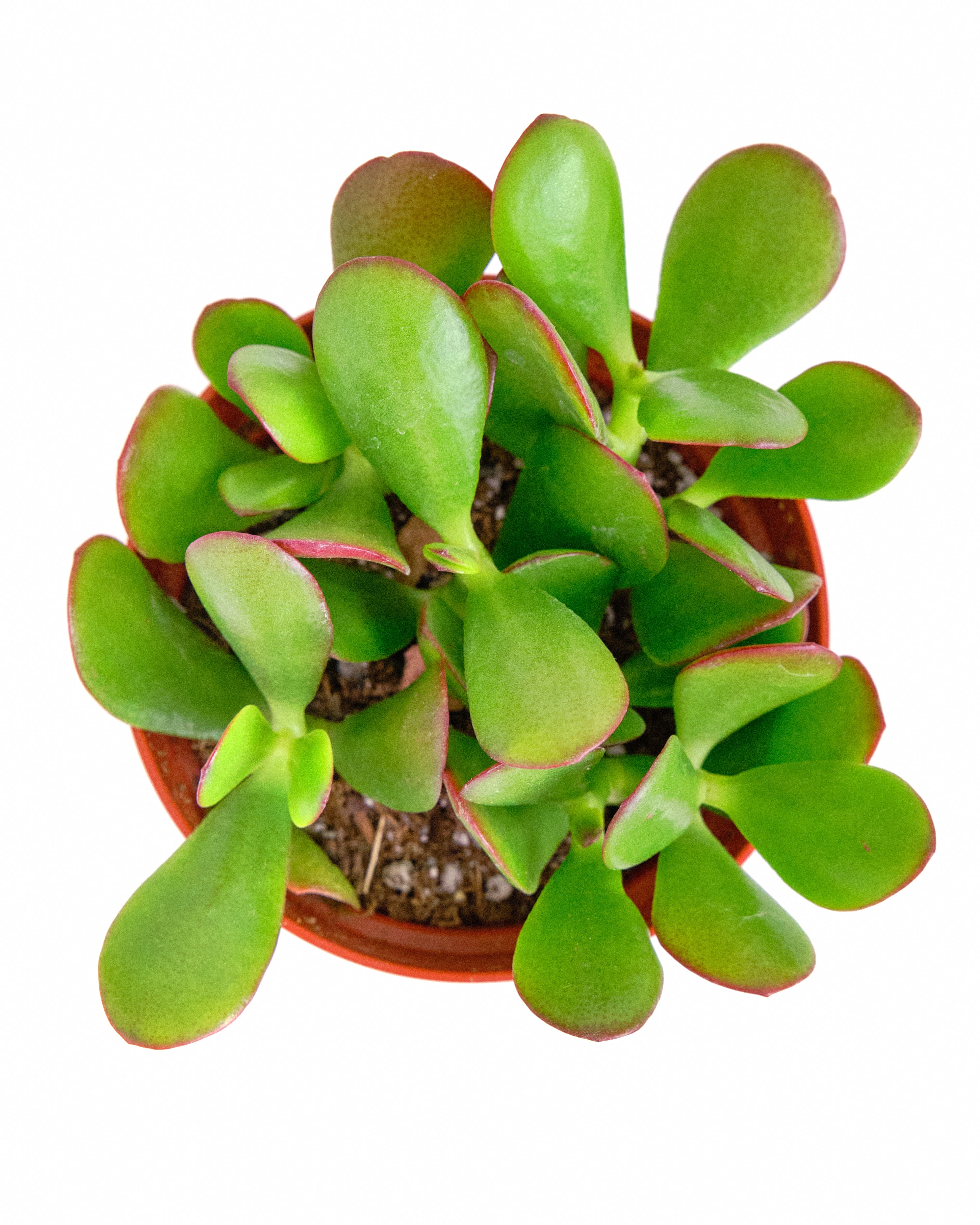 Crassula Ovata 'Jade'-mmluna