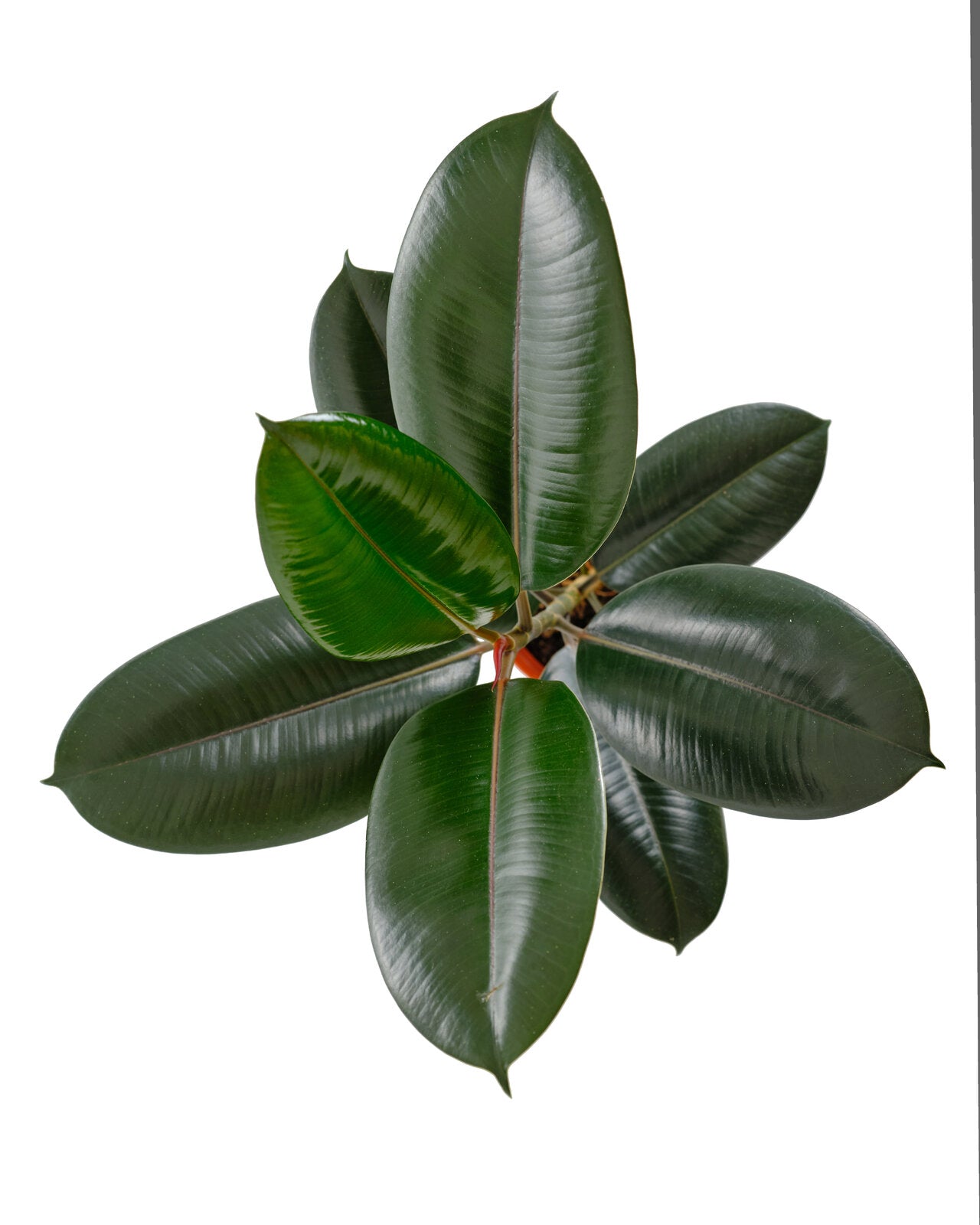 Ficus Elastica 'Burgundy'-mmluna