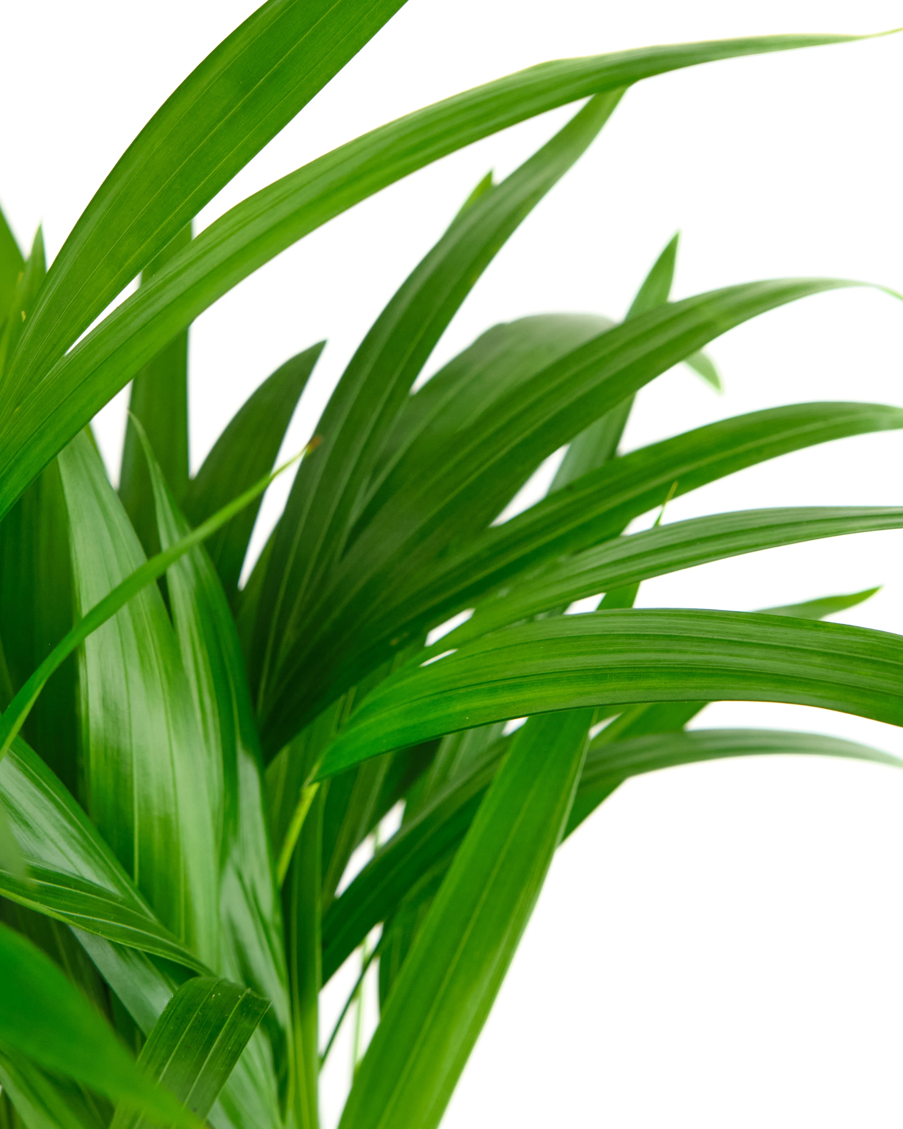 Areca Palm-mmluna
