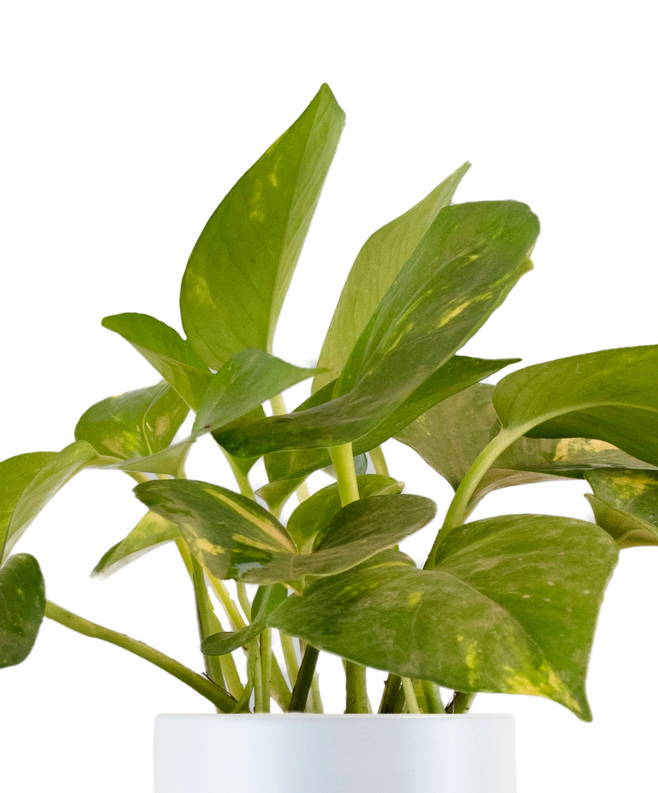 Epipremnum aureum 'Pothos' in White Ceramic Cylinder Planter-mmluna