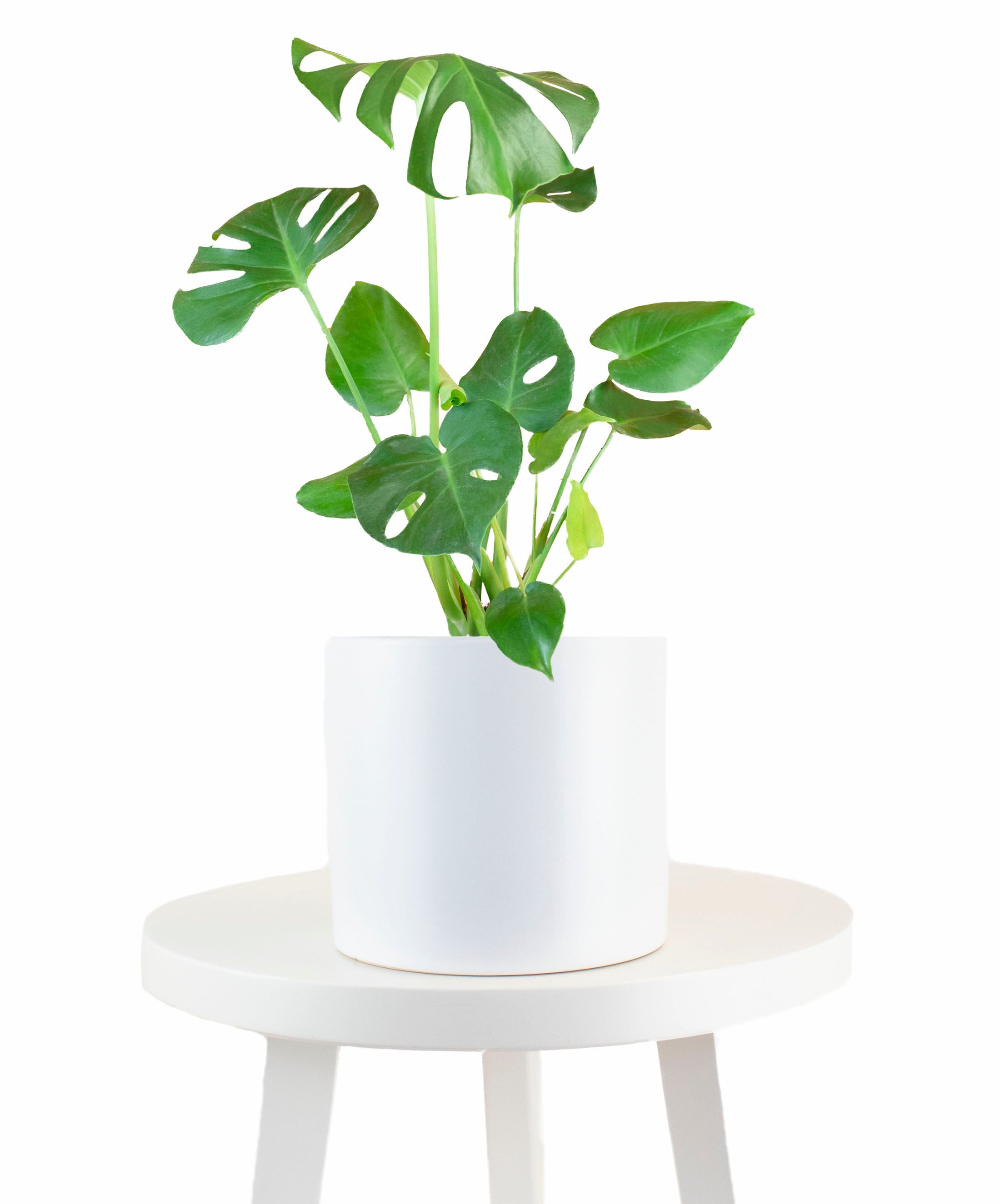 Monstera Deliciosa in White Ceramic Cylinder Planter-mmluna