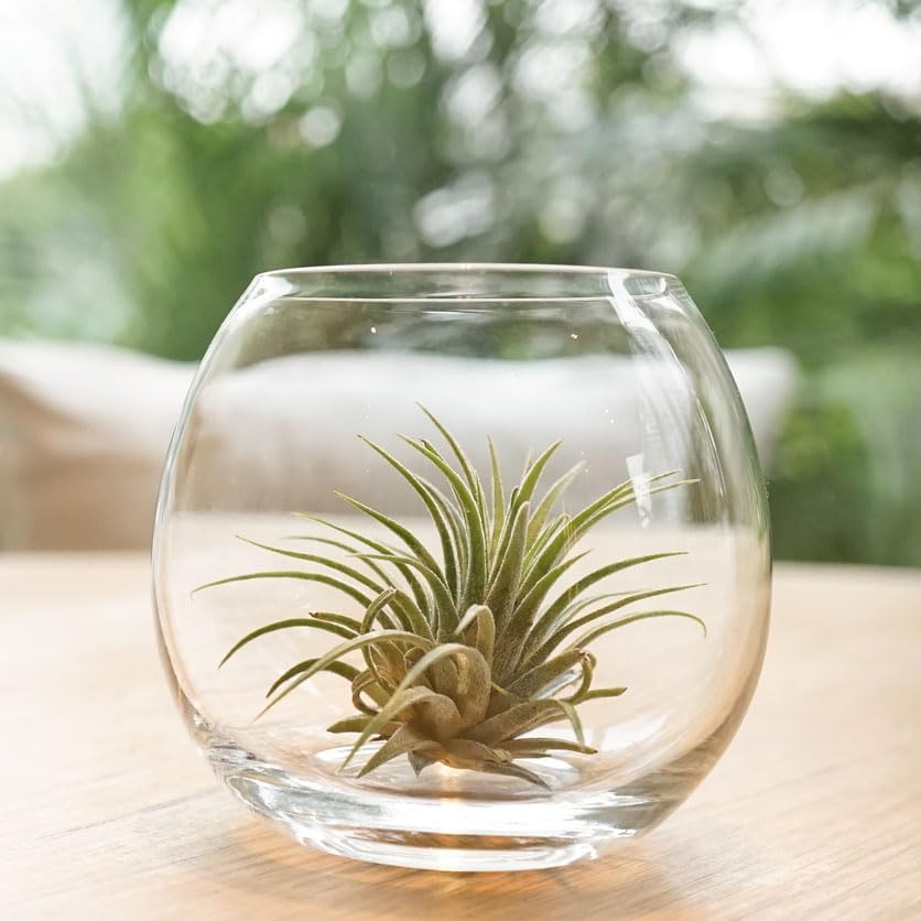 Tillandsia Ionantha Air Plant Collection-mmluna
