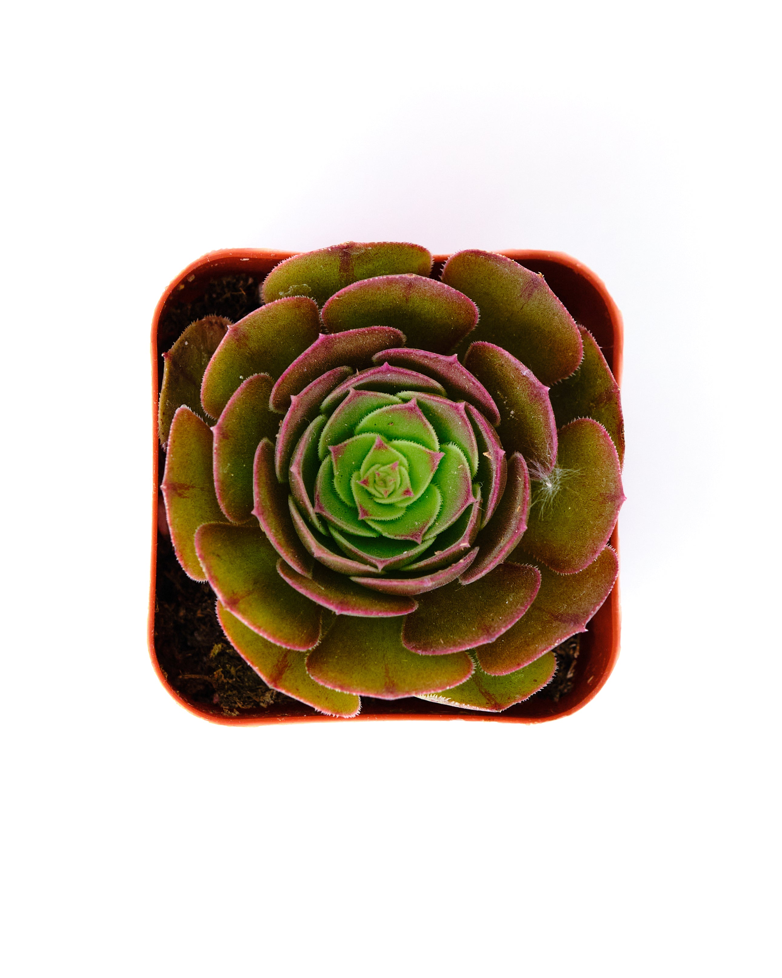 Aeonium 'Blushing Beauty'-mmluna