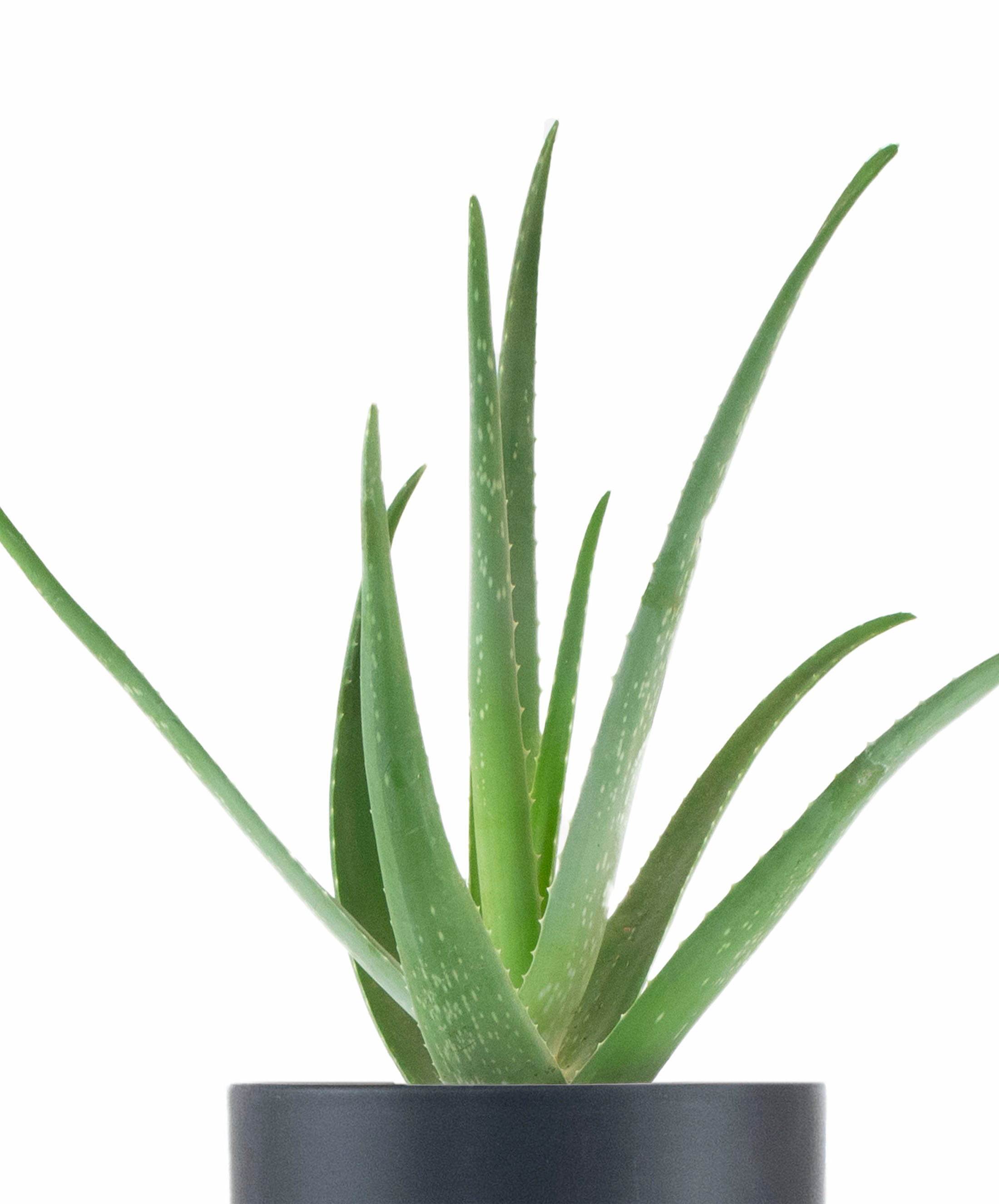 Aloe Vera House Plant in Black Ceramic Cylinder Planter-mmluna
