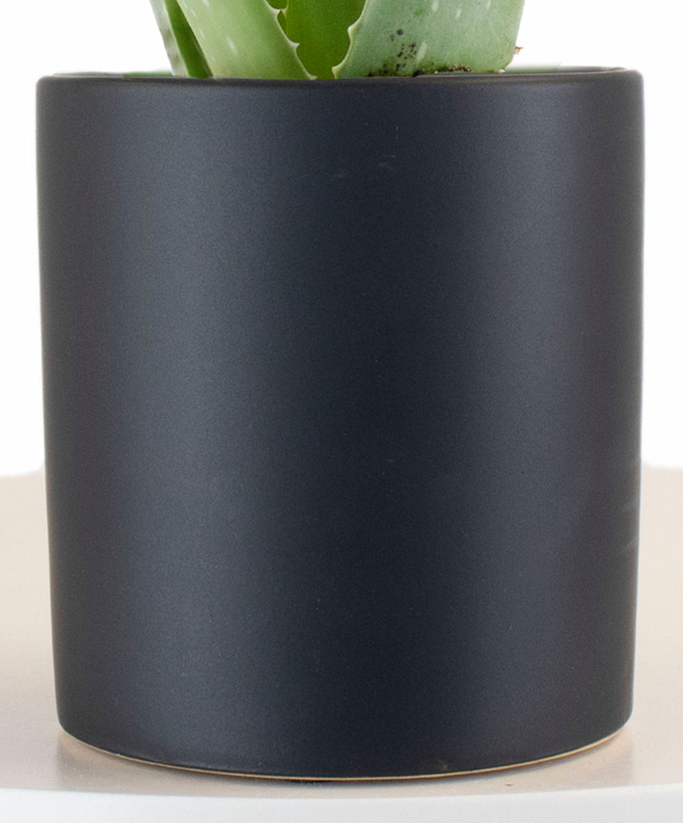 Aloe Vera House Plant in Black Ceramic Cylinder Planter-mmluna