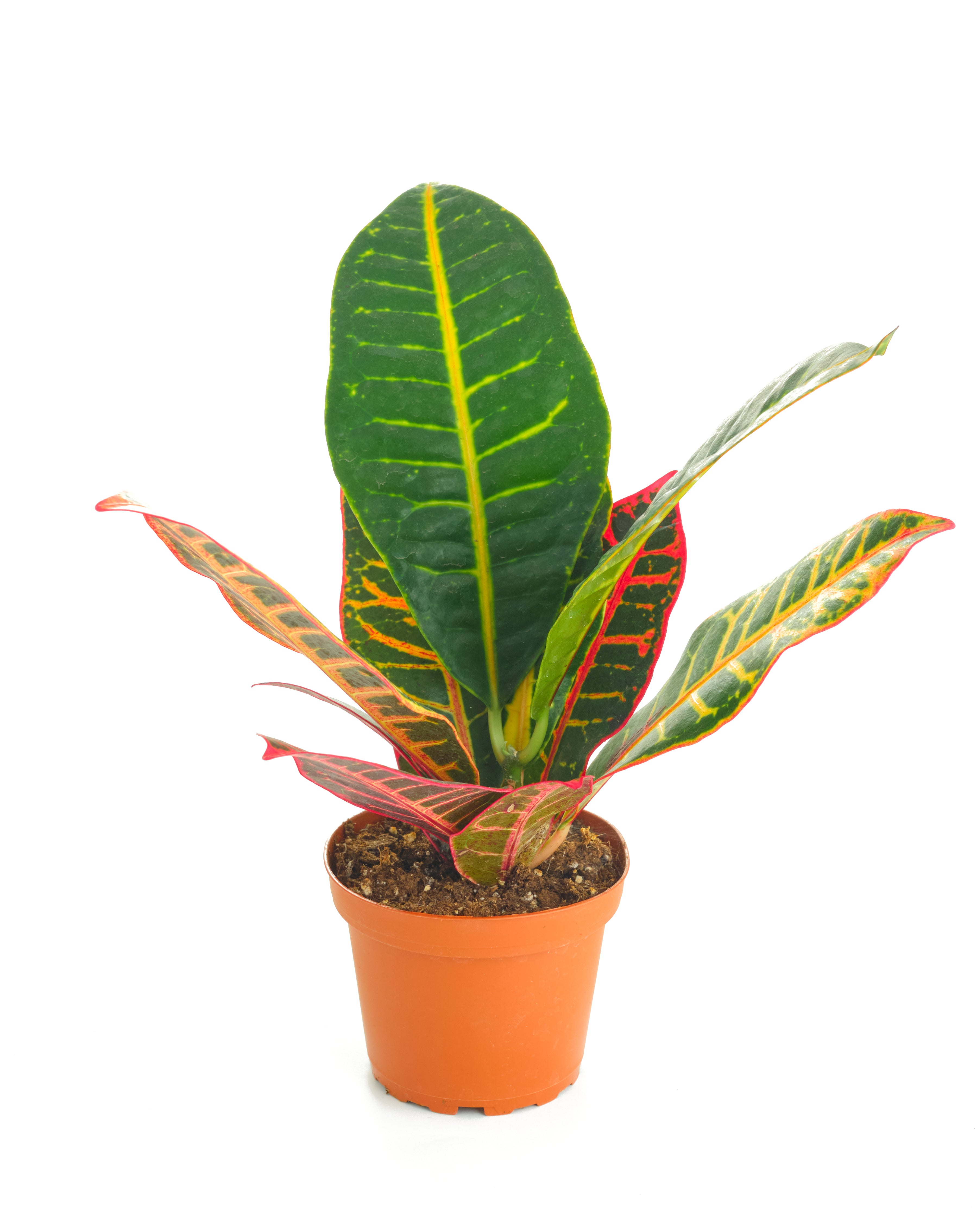 Codiaeum variegatum 'Petra'-mmluna