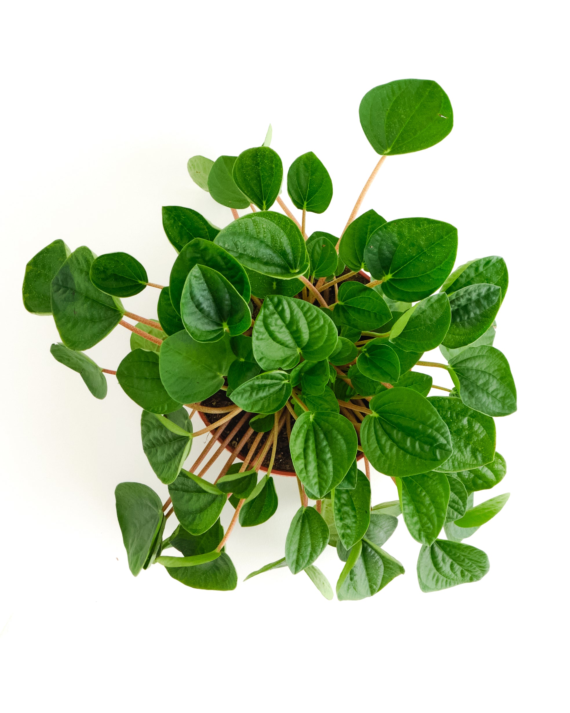 Peperomia Verde-mmluna