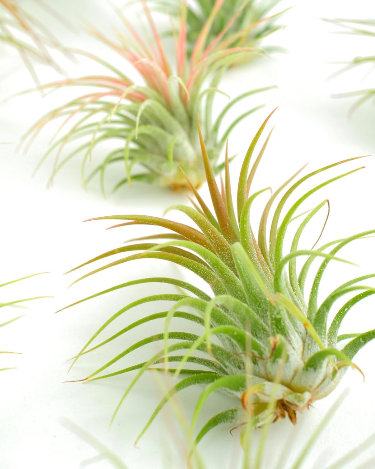 Tillandsia Ionantha Air Plant Collection-mmluna