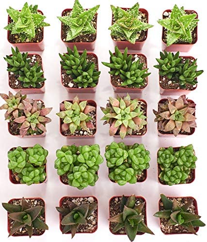 Assorted Mini Aloe & Haworthia Collection-mmluna