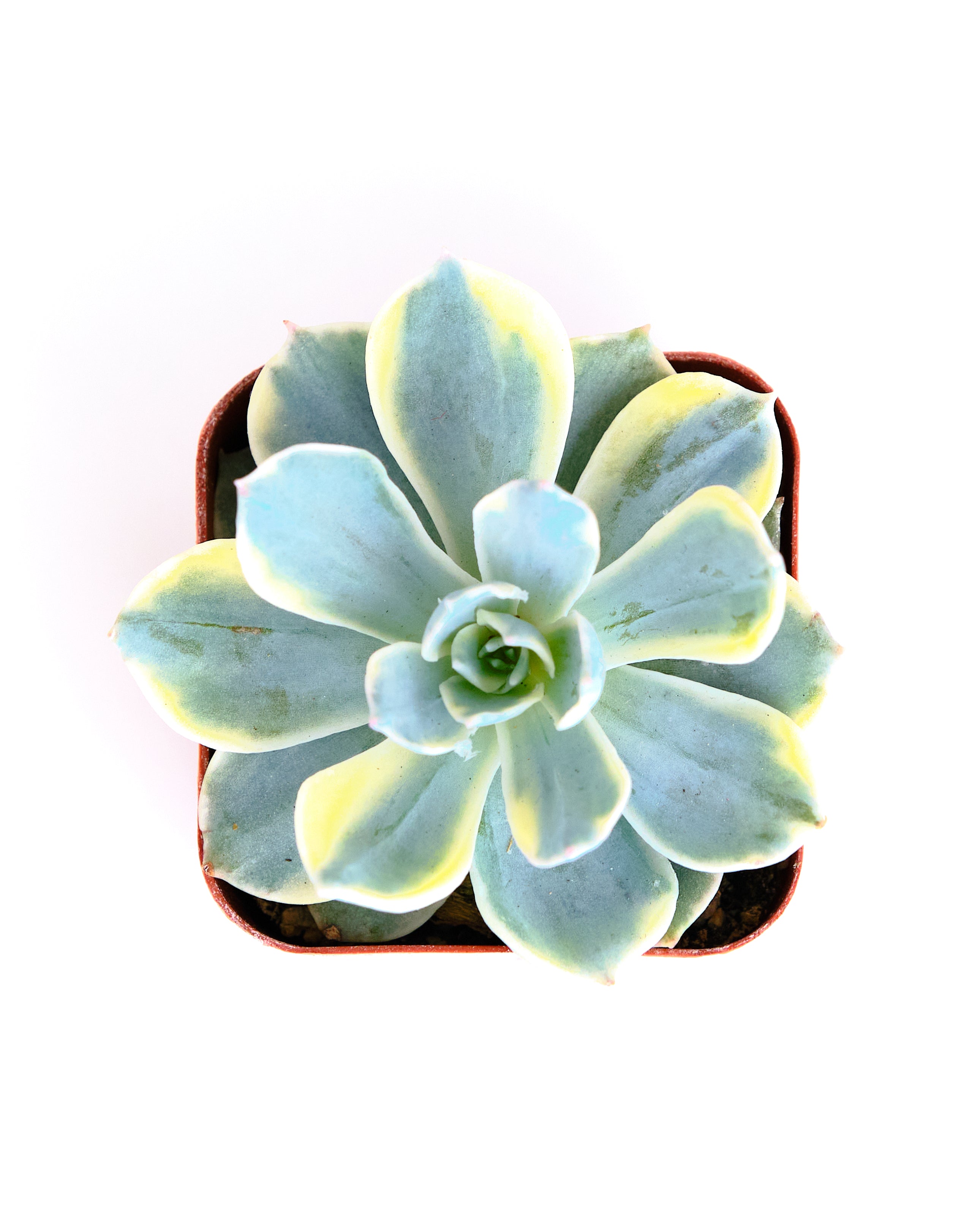 Echeveria 'Variegated Subsessilis'-mmluna