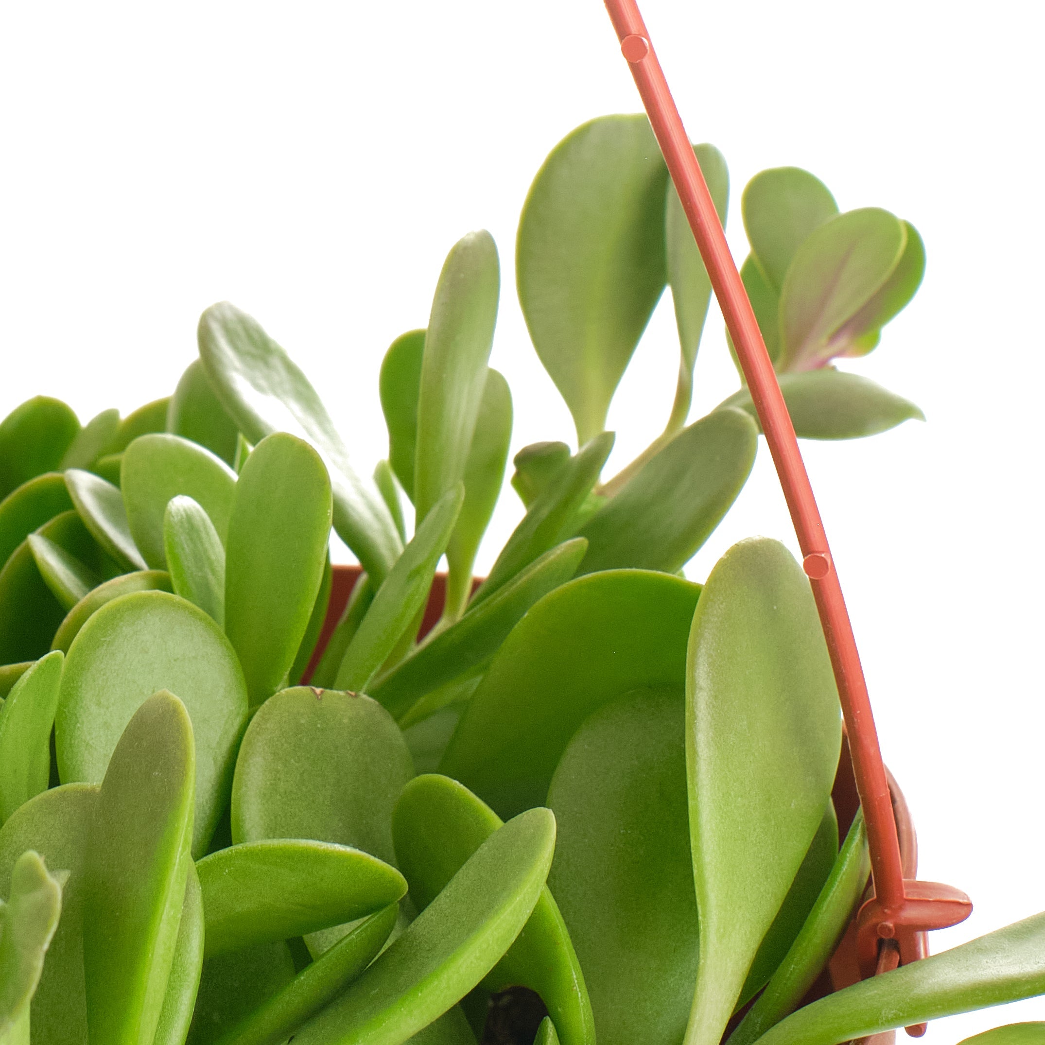 Senecio Jacobsenii 'Trailing Jade'-mmluna