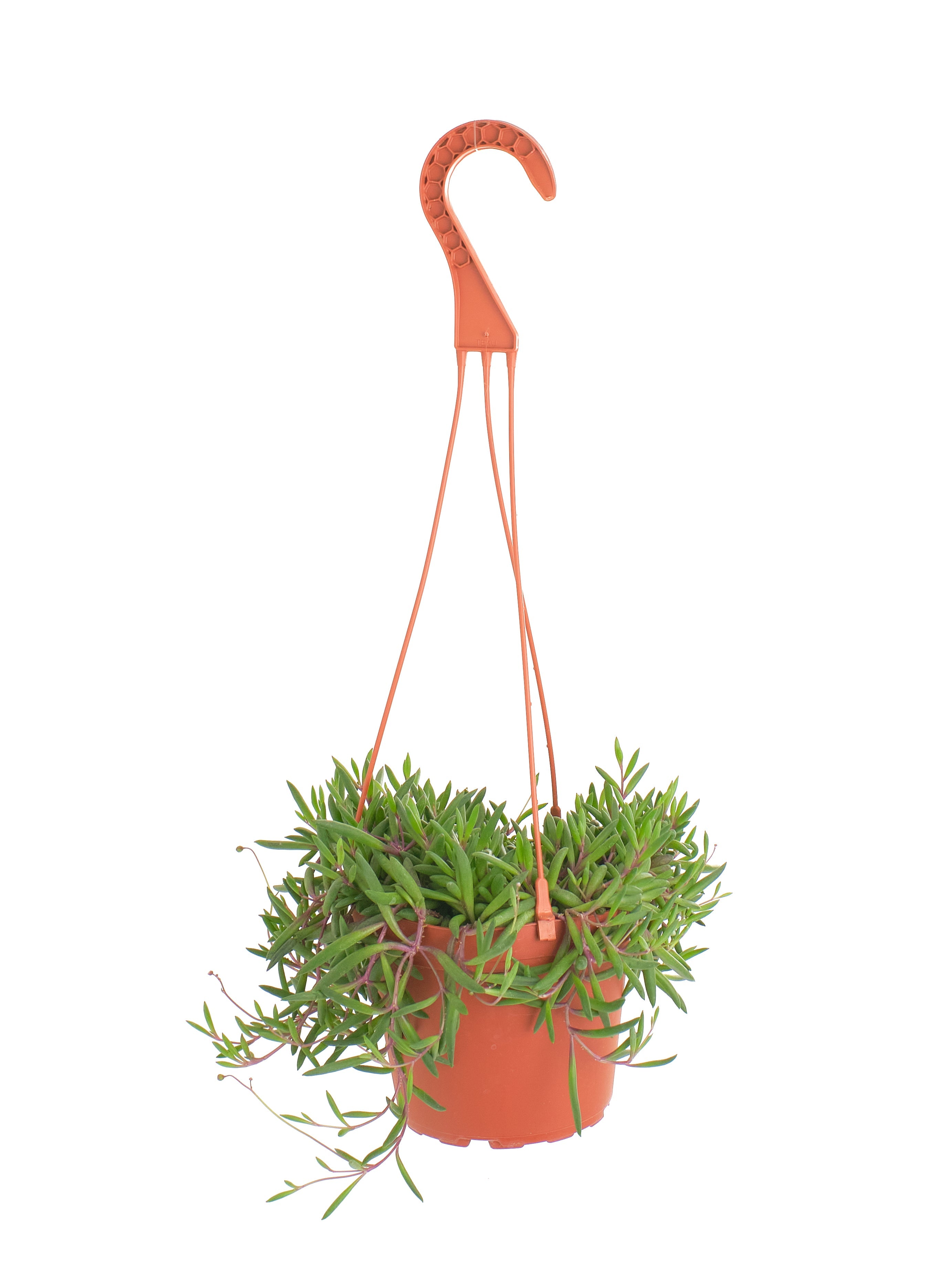 Othonna Capensis 'Ruby Necklace'-mmluna