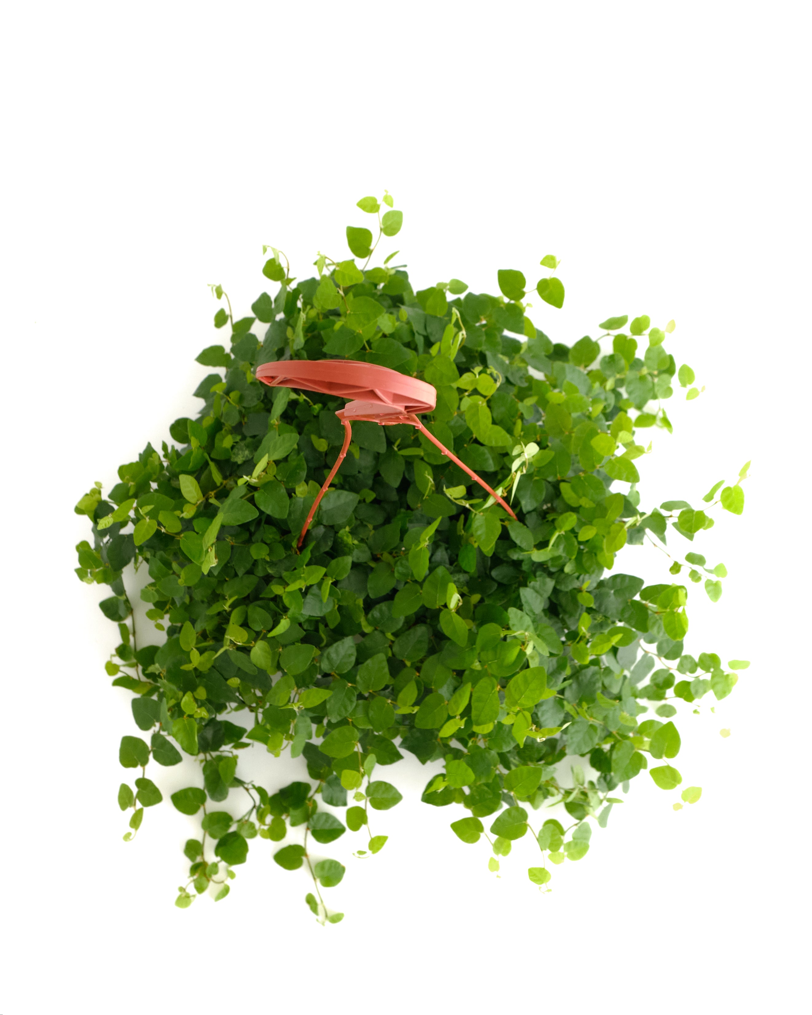 Ficus repens 'Creeping Fig'-mmluna