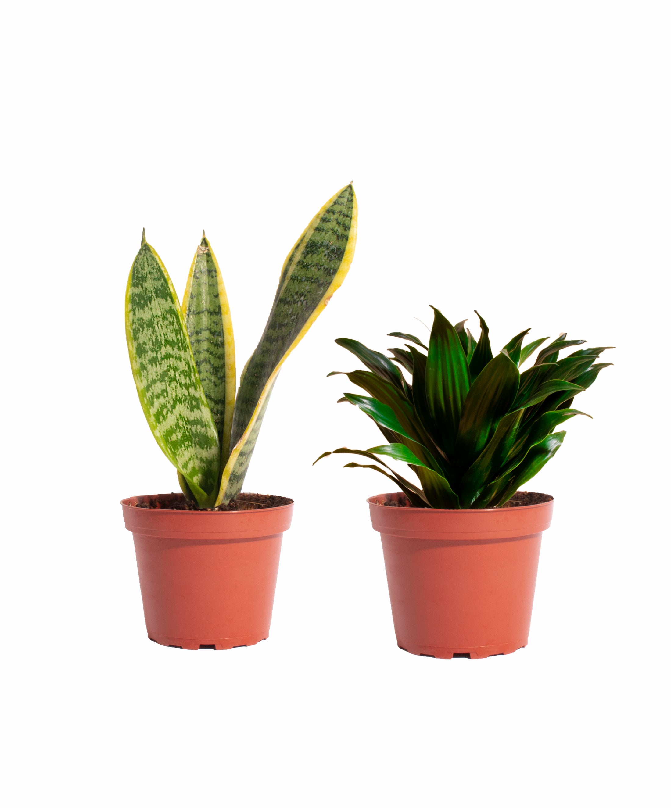 Air Purifying Duo Collection-mmluna