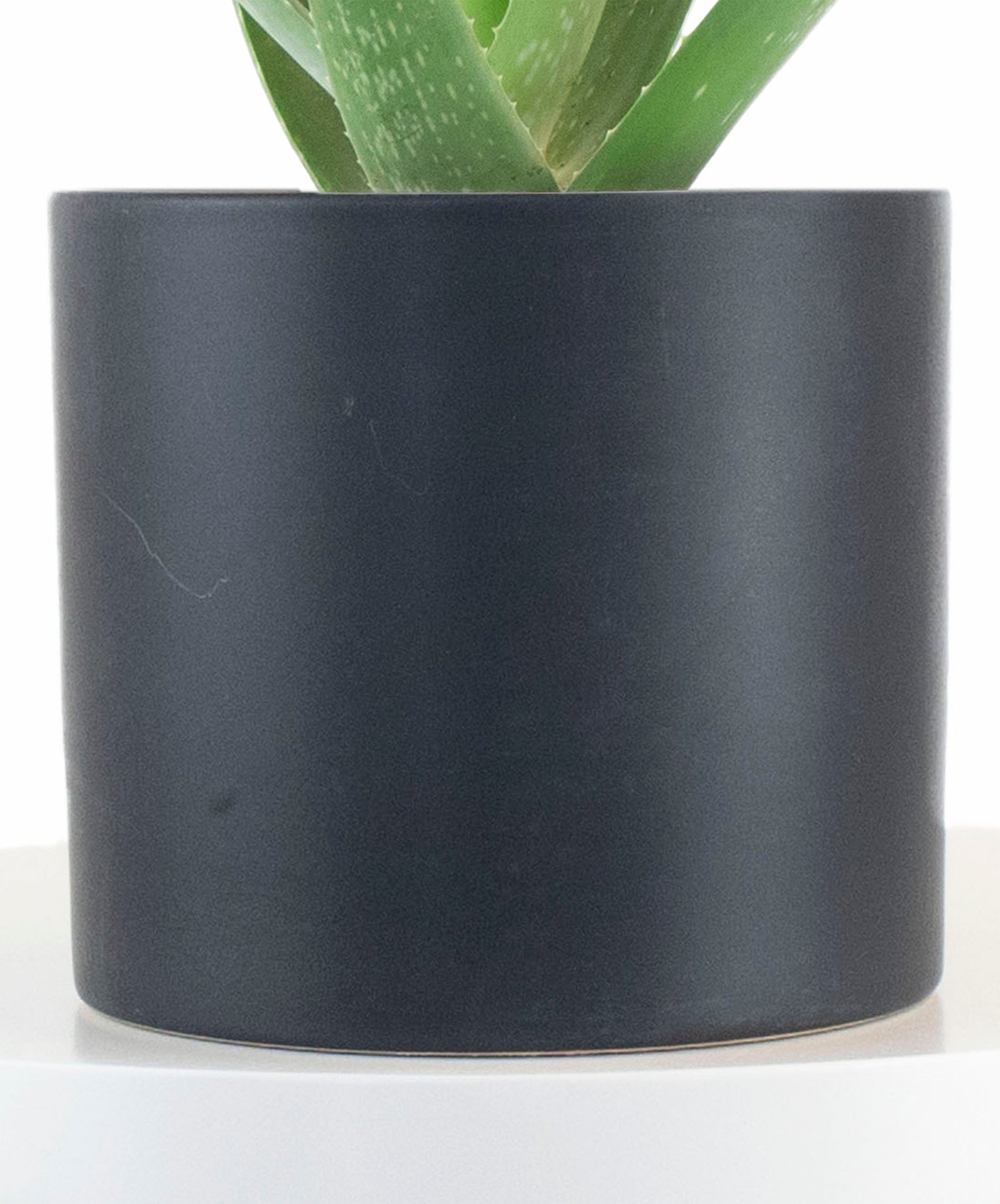 Aloe Vera House Plant in Black Ceramic Cylinder Planter-mmluna