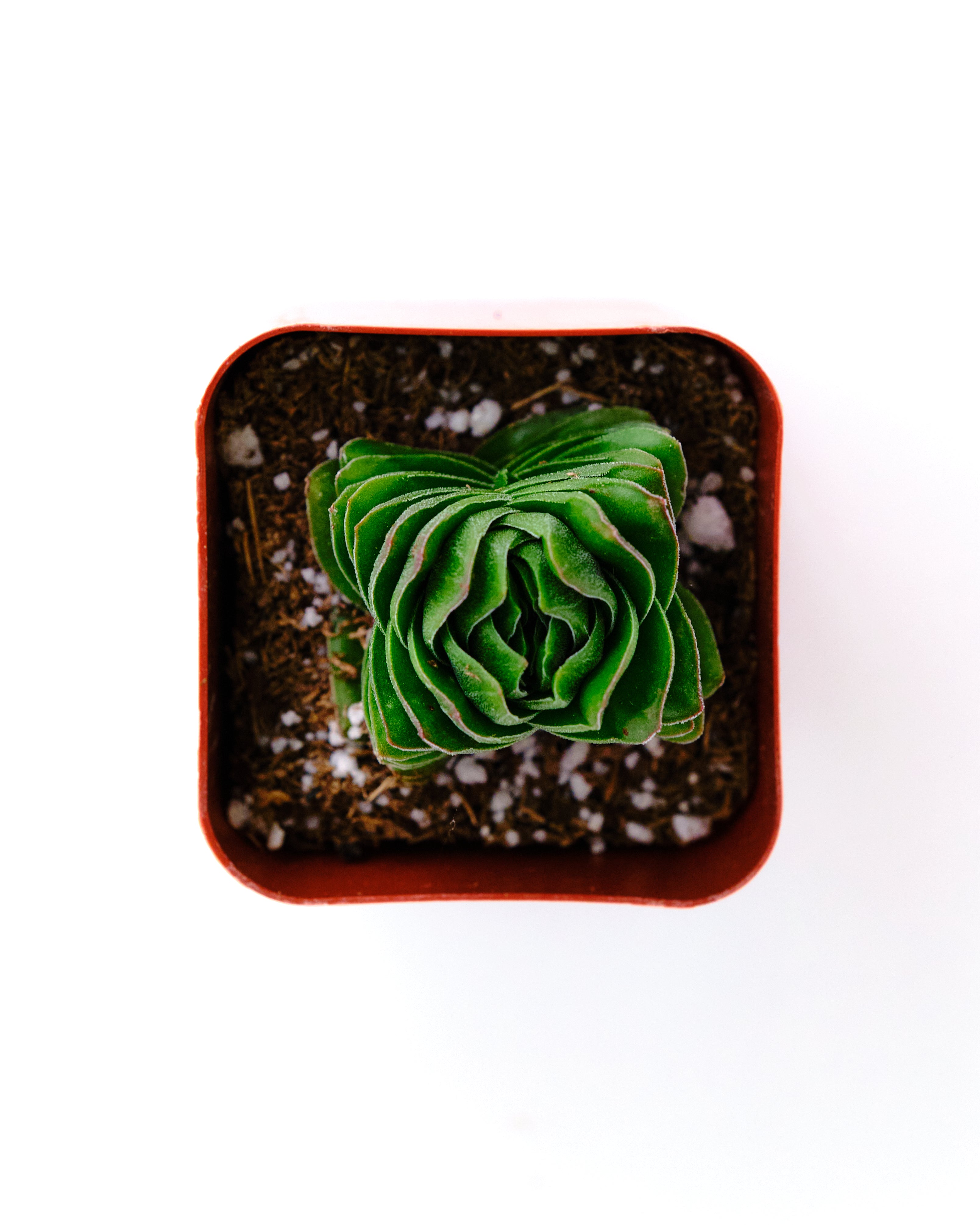 Crassula pyramidalis 'Buddha Temple'-mmluna