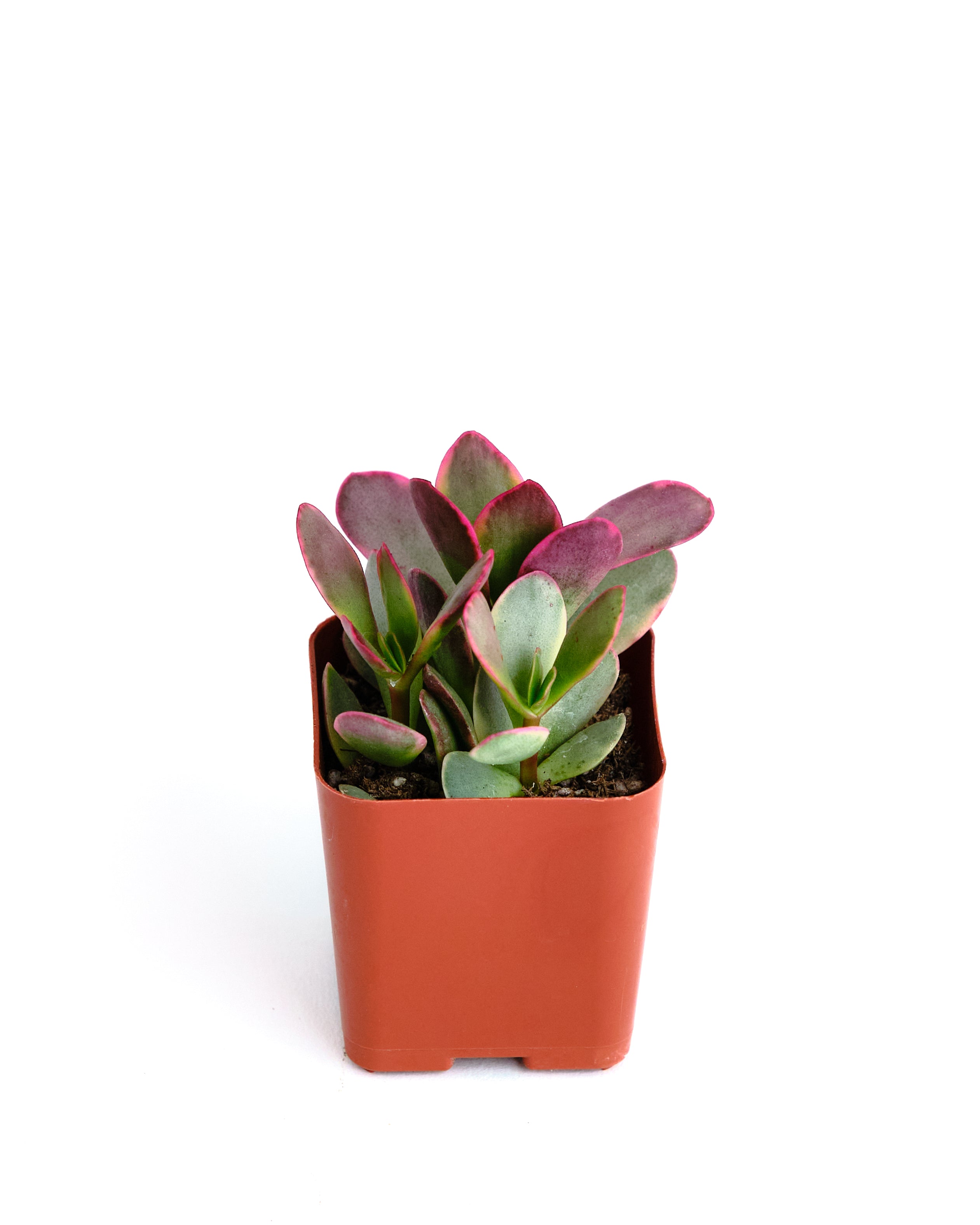 Crassula ovata variegata 'Rainbow Jade'-mmluna