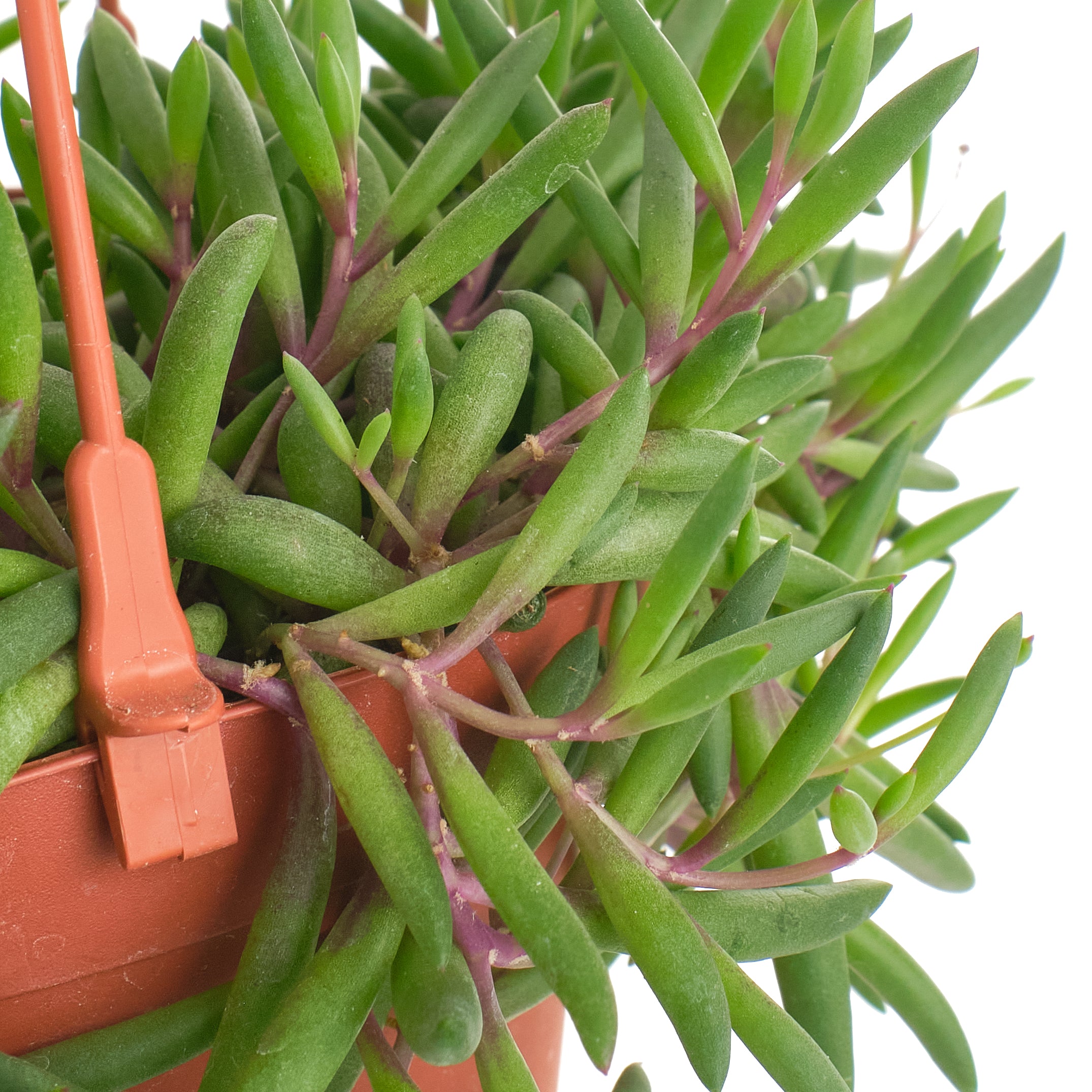 Othonna Capensis 'Ruby Necklace'-mmluna
