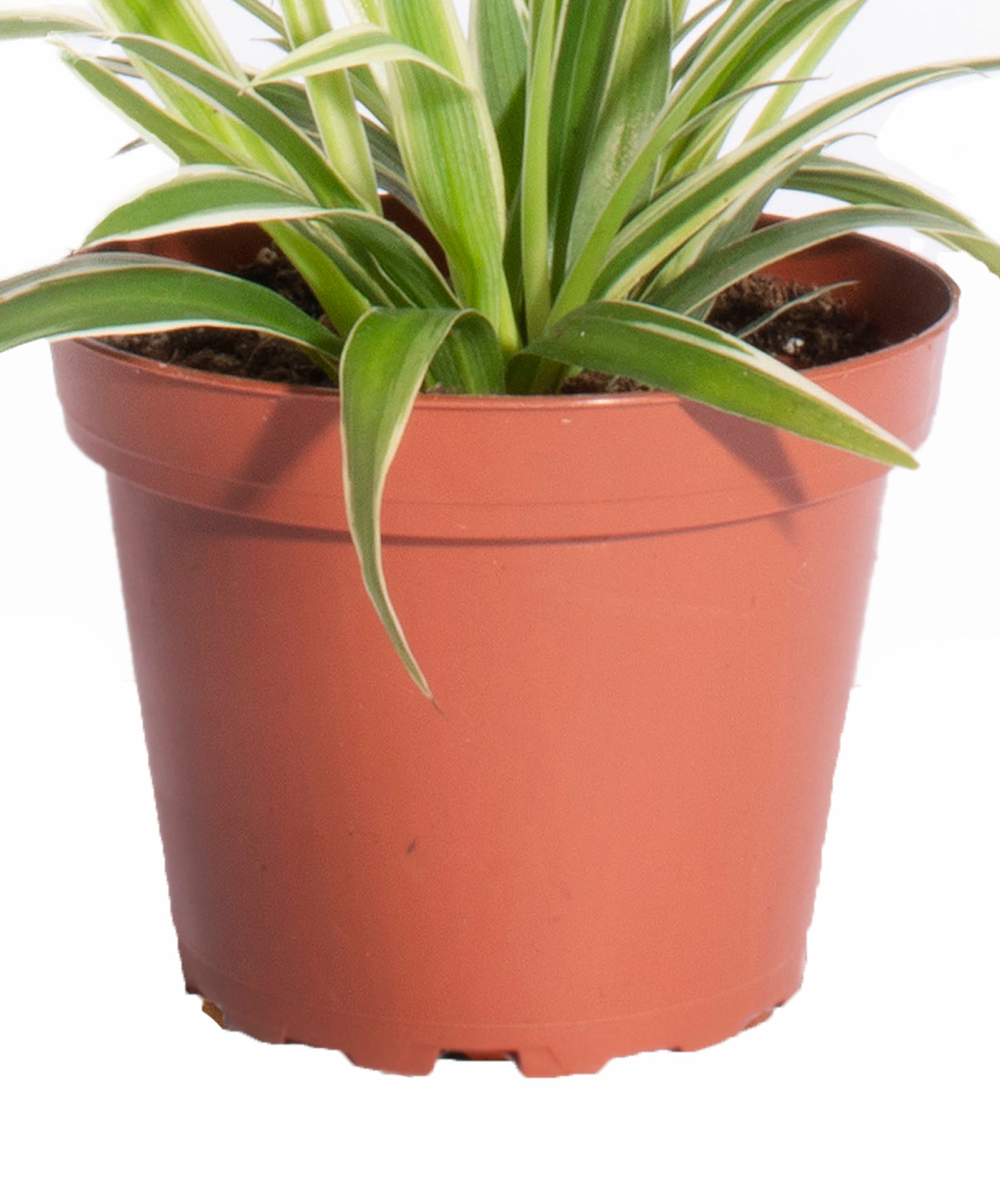 Pothos & Spider Plant-mmluna