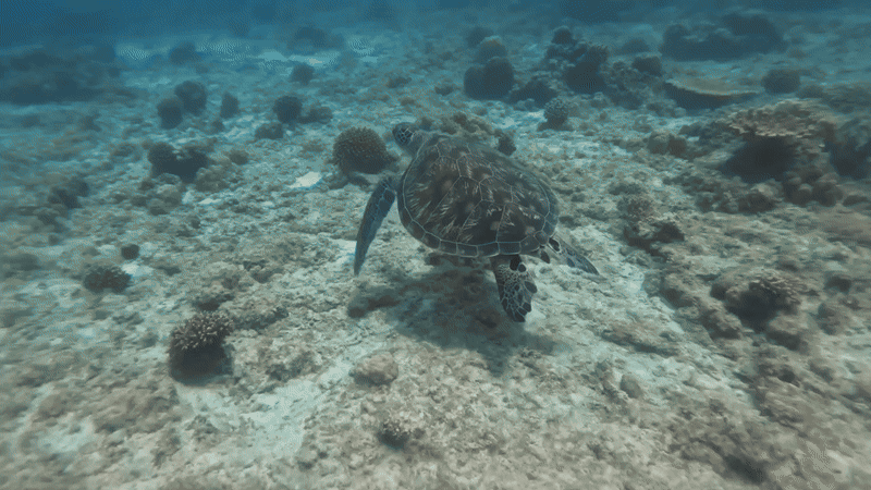 Underwater footage