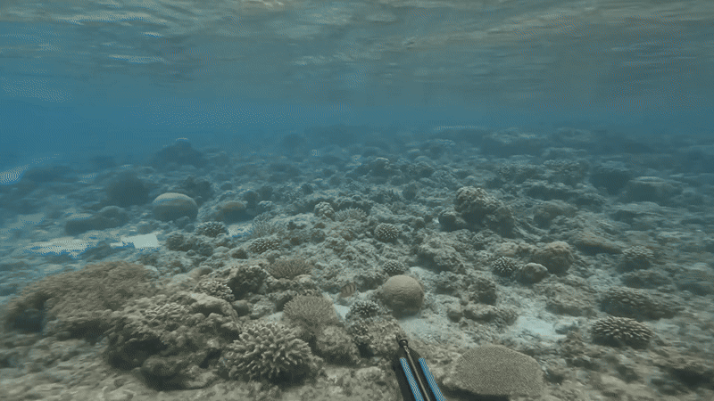 Reef exploration footage