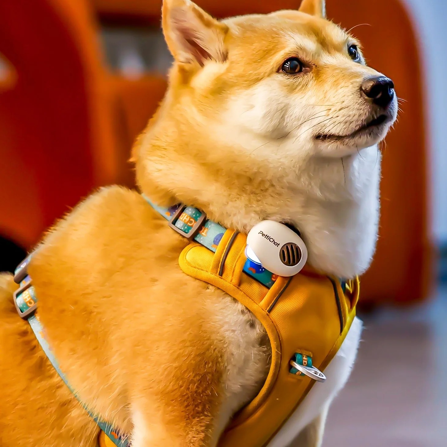 PettiChat AI Pet Translator