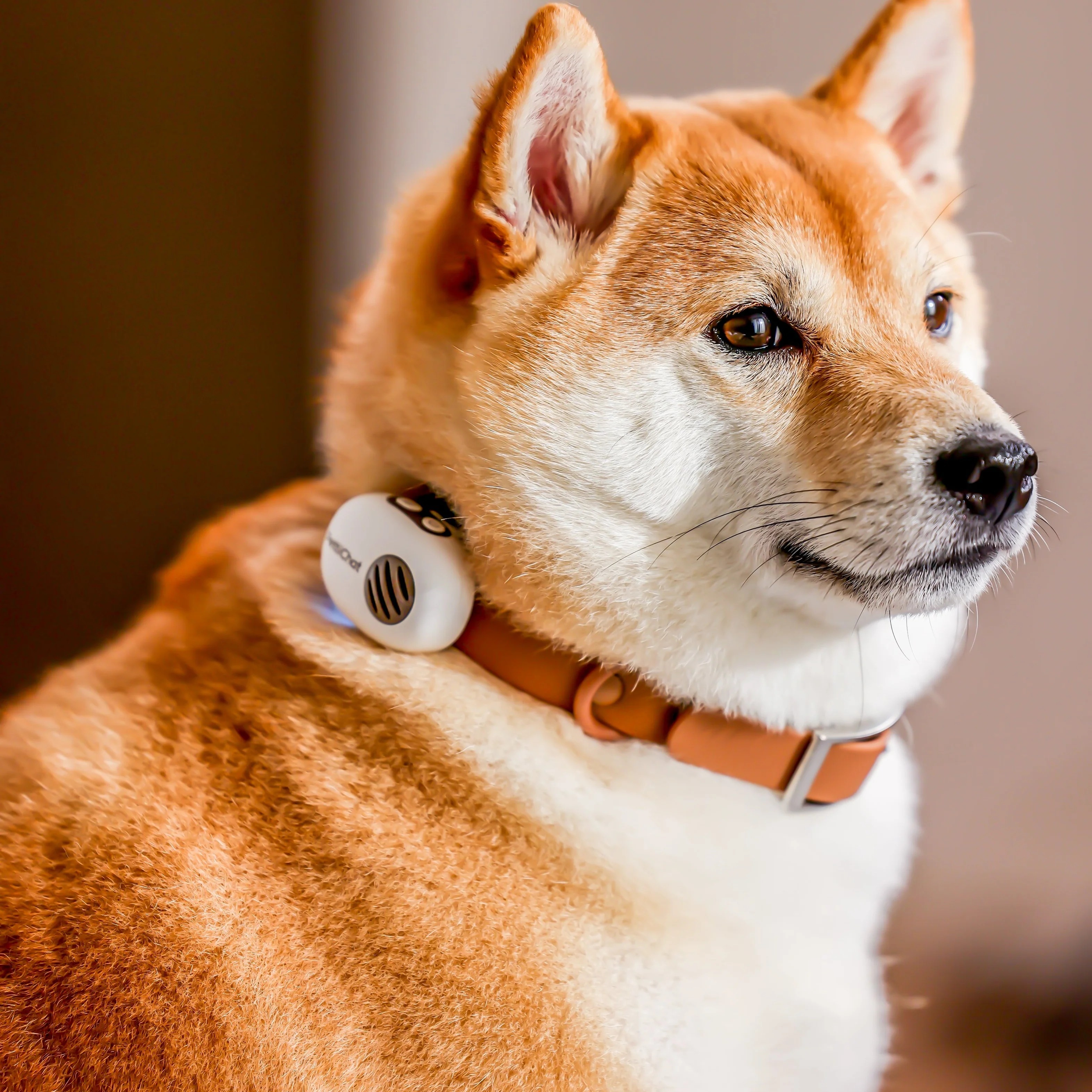 PettiChat AI Pet Translator
