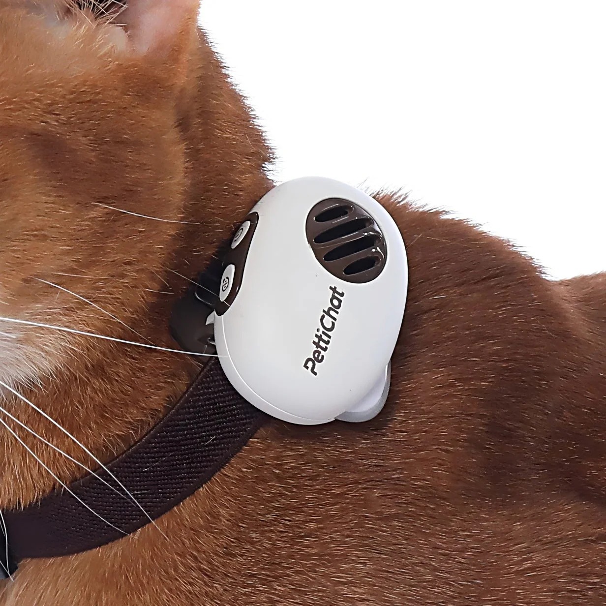 PettiChat AI Pet Translator