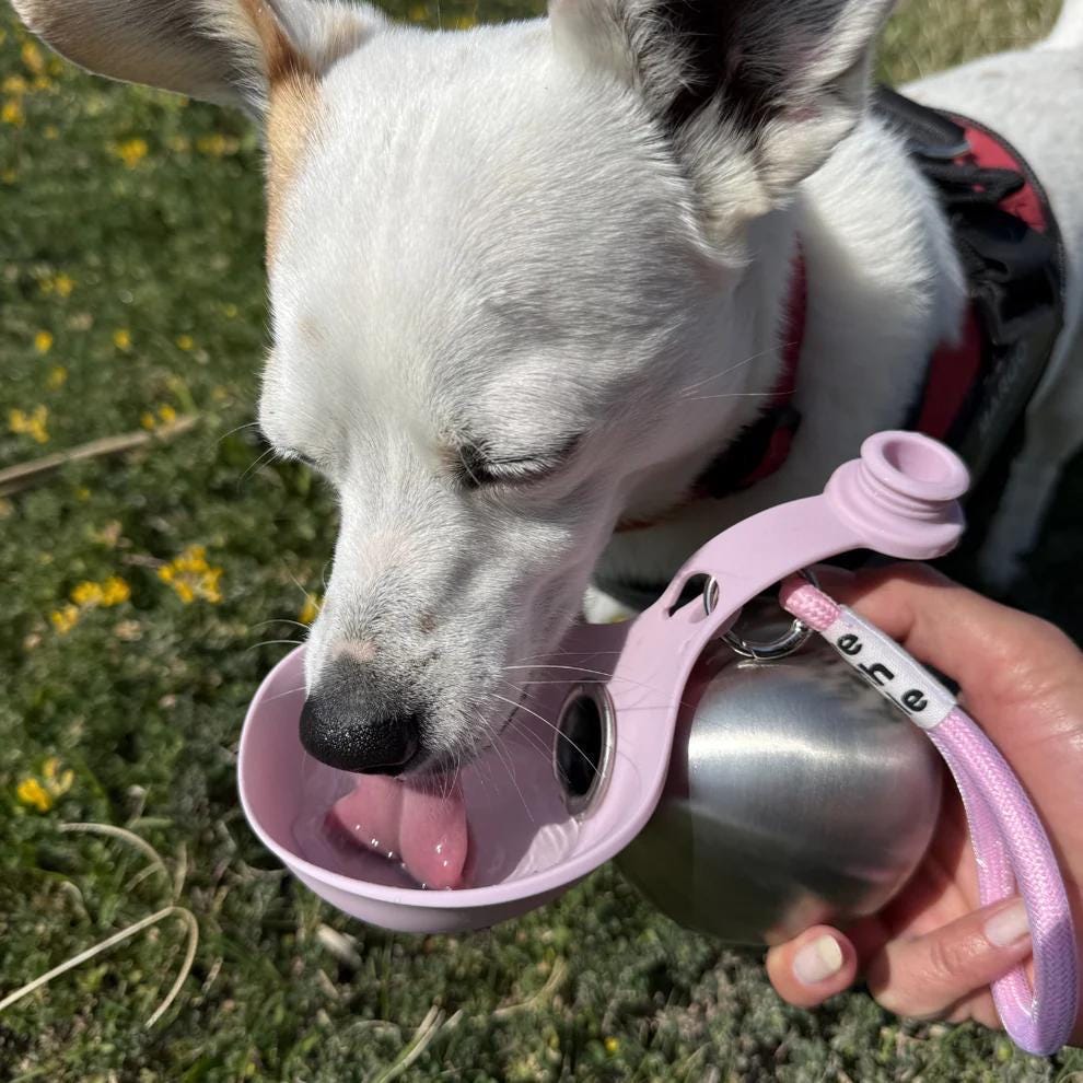 Dog Round Stainless Steel Water Bottle