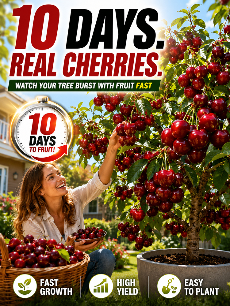 [Results in 10 Days] Cherry Tree Saplings