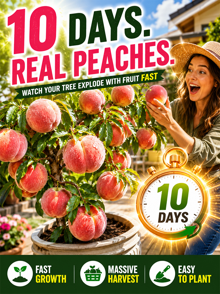 [Results in 10 Days] Peach Saplings