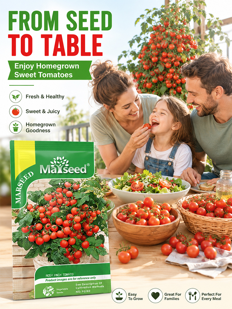 [10 days to maturity]Small tomatoes (also known as cherry tomatoes) - 300 pieces
