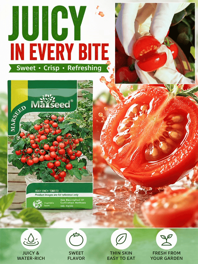 [10 days to maturity]Small tomatoes (also known as cherry tomatoes) - 300 pieces