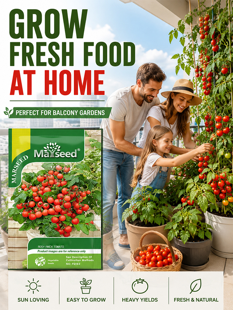 [10 days to maturity]Small tomatoes (also known as cherry tomatoes) - 300 pieces