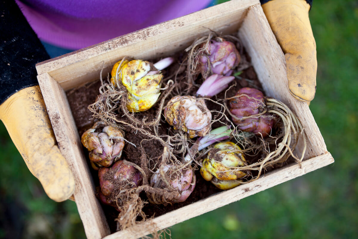 Growing Lilies: How & Where to Grow