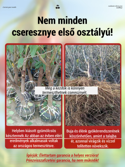 【Idén Termő】 Prémium Regina Cseresznyefa Csemete | Erős Gyökérzettel | Szuperélelmiszer