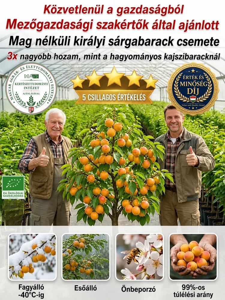 🍑Prémium császári sárgabarackfa | Még idén terem | Szuper édes és lédús
