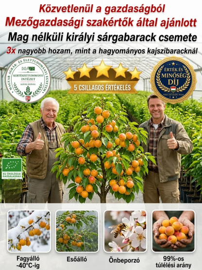 🍑Prémium császári sárgabarackfa | Még idén terem | Szuper édes és lédús