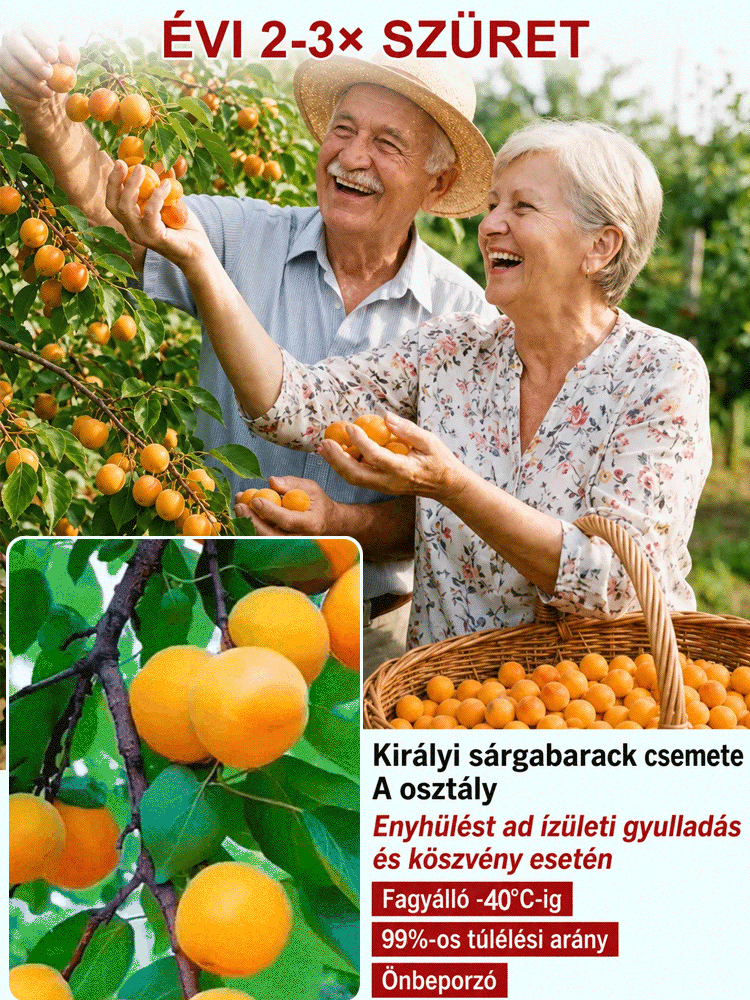 🍑Prémium császári sárgabarackfa | Még idén terem | Szuper édes és lédús