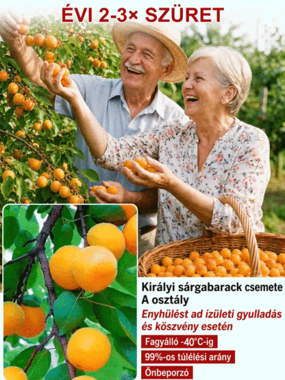🍑Prémium császári sárgabarackfa | Még idén terem | Szuper édes és lédús