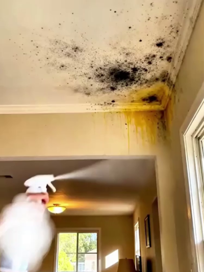 [Környezetbarát] Univerzális Penészirtó Spray | Súrolás Nélkül, Falbarát | Gyökeres Eltávolítás