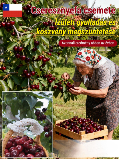 【Idén Termő】 Prémium Regina Cseresznyefa Csemete | Erős Gyökérzettel | Szuperélelmiszer