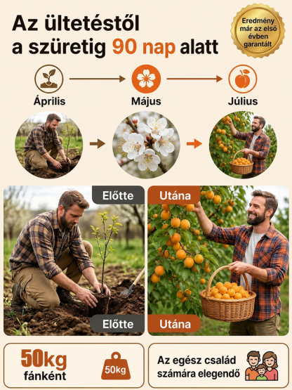 🍑Prémium császári sárgabarackfa | Még idén terem | Szuper édes és lédús